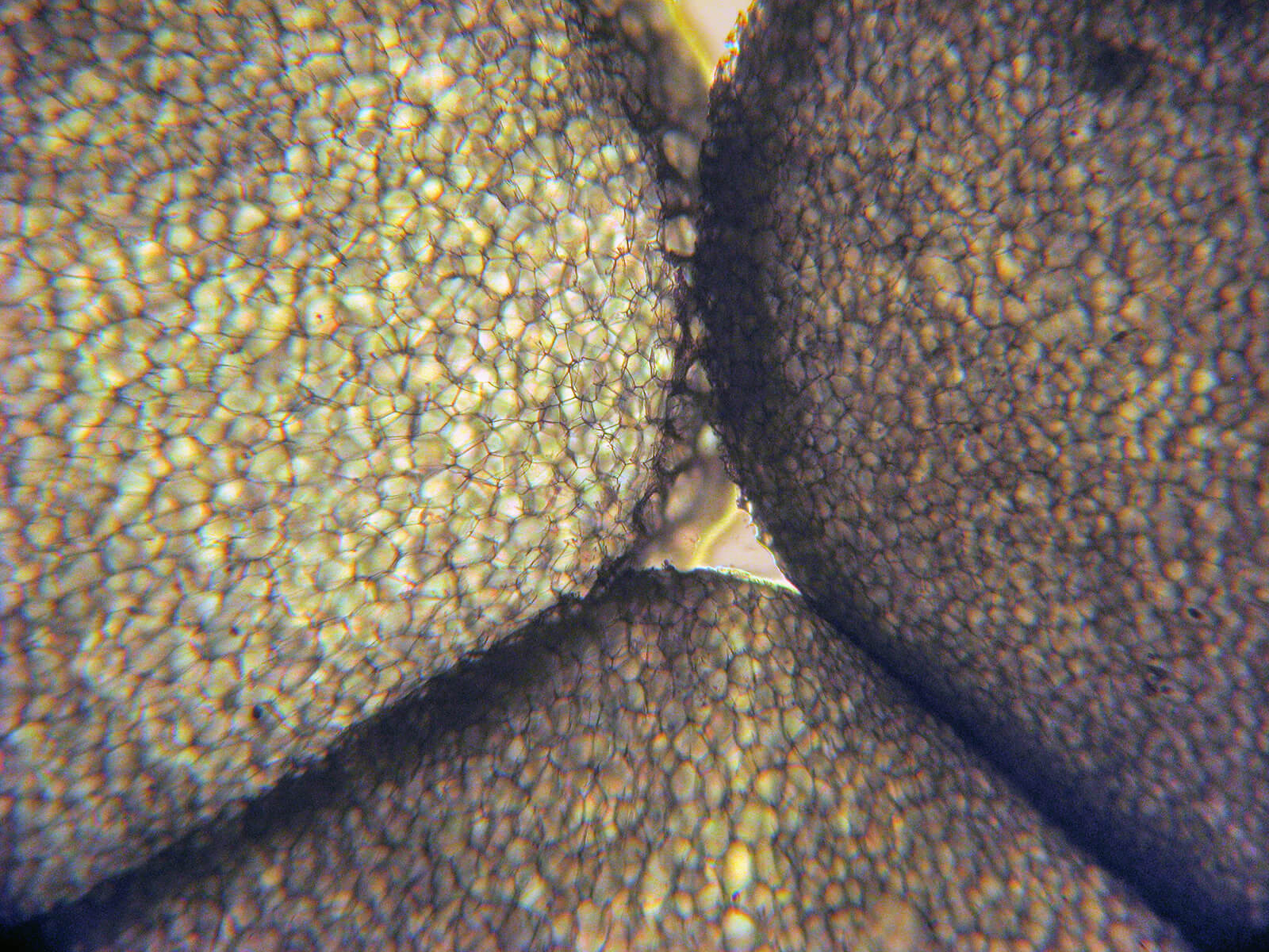Jak powstaje styropian? Jak powstaje styropian?